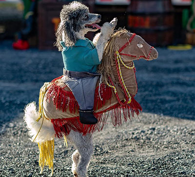 Pompeyo's Family Dog Show