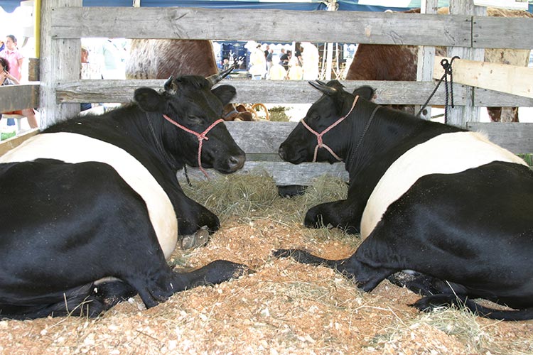 Cows at the Blue Hill Fair